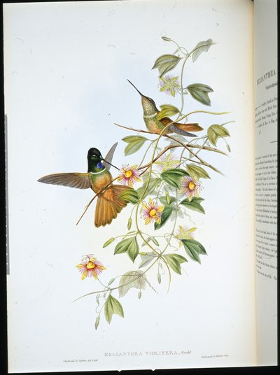 Violeta de Garganta Violeta (Helianthea Violifera) (litografia colorida à mão) de John (after) Gould