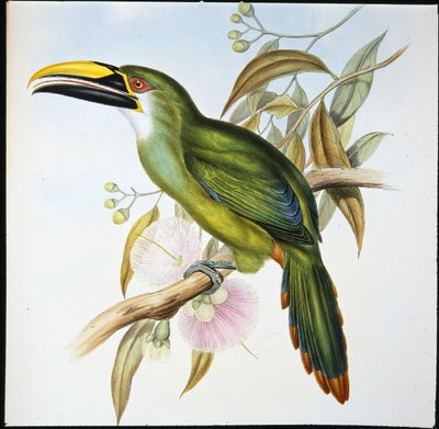 Aulacoramphus Wagleri (Aulacoramphus Wagleri) (litho colorido à mão) de John (after) Gould