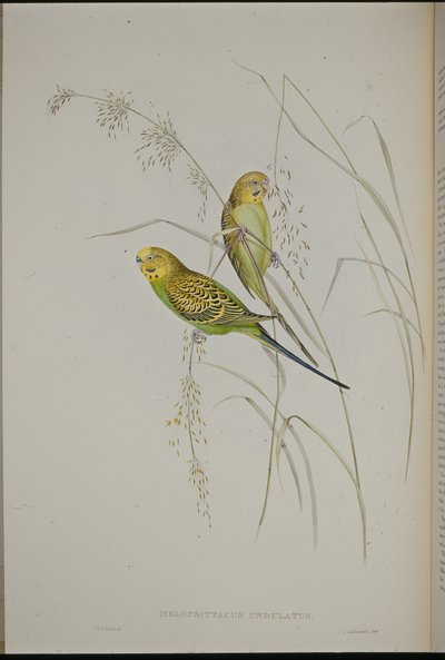 Papagaio de grama warbling (Melopsittacus Undulatus ) (litho colorido à mão) de John (after) Gould