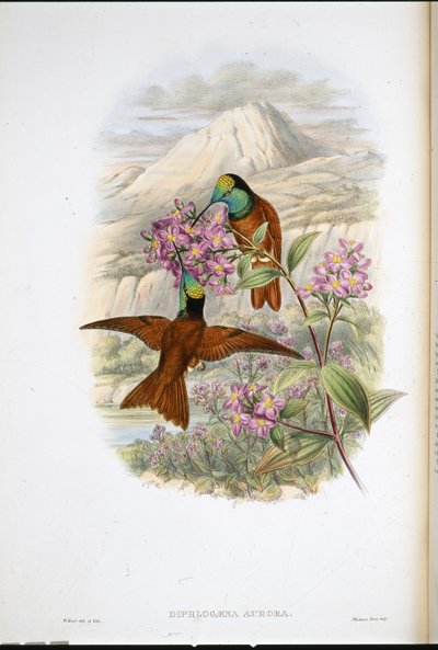 Beija-flor de Warszewicz (Diphlogaena Aurora) (cor da mão) de John (after) Gould