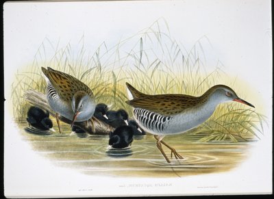 Water-Rail (Rallus Aquaticus) (cor da mão em litro) de John (after) Gould