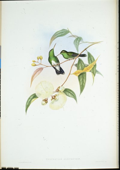 Esmeralda de barriga branca (Thaumatias Albiventris) (litho colorido à mão) de John (after) Gould