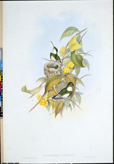Garganta branca (Leucochloris Albicollis) (litho colorido à mão) de John (after) Gould