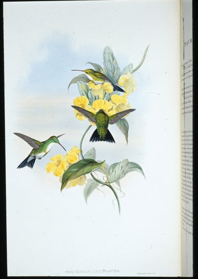 Esmeralda de garganta branca (Thaumatias Leucogaster) (litografia na cor da mão) de John (after) Gould
