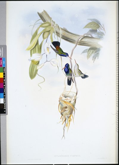 Safira de garganta branca (Hylocharis Cyaneus) (litho de cor de mão) de John (after) Gould