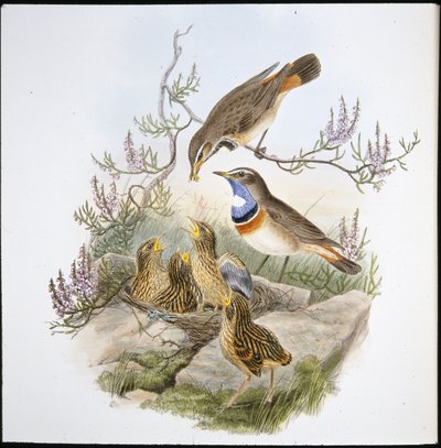 White Throated Bluebreast (Cyanecula Leucocyana) (cor da mão) de John (after) Gould