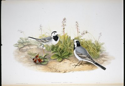 Rabo de Aranha Branco (Motacilla Alba) (litho colorido à mão) de John (after) Gould