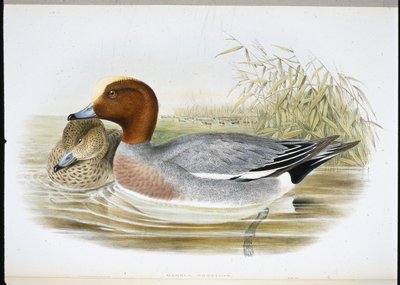 Widgeon (Mareca Penélope) (cor da mão litro) de John (after) Gould
