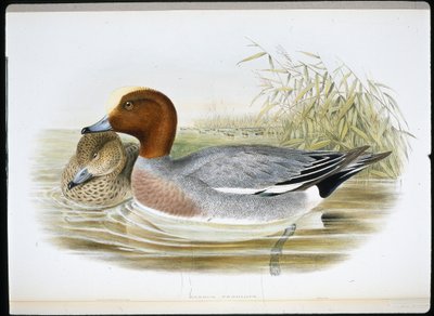 Widgeon (Mareca Penélope) (cor da mão litro) de John (after) Gould