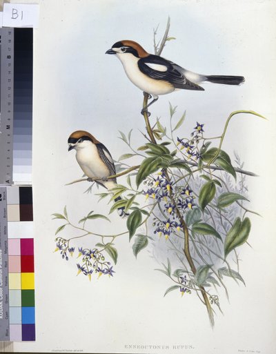 Woodchat Shrike (Enneoctonus Rufus) (litho colorido à mão) de John (after) Gould