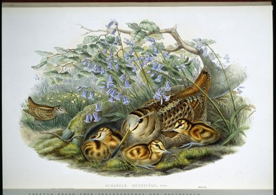 Woodcock (Scolopax Rusticola) (litho colorido à mão) de John (after) Gould