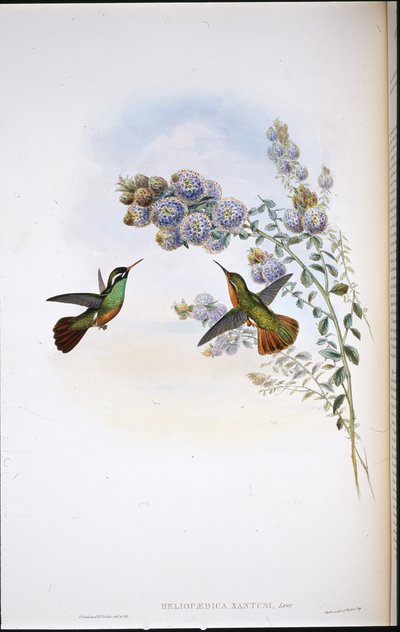 Beija-flor do Xantus (Heliopaedica Xantusi) (cor da mão) de John (after) Gould