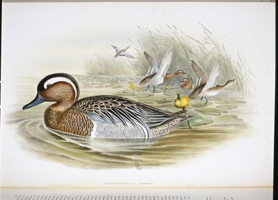 querquedula circia (litho colorido à mão) de John (after) Gould