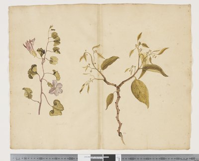 F.13 Ipomea Pes, cabra; Celtis paniculata, c.1790-95 (aquarela e tinta sobre papel) de John (attr. to) Doody