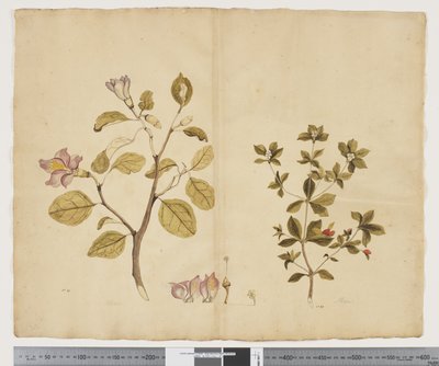 F.15 Lagunaria Patersonia; Alyxia gynopogon, c.1790-95 (aguarela e tinta sobre papel) de John (attr. to) Doody