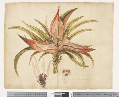 F.1 Freycinetia baueriana, c.1790-95 (aquarela e tinta sobre papel) de John (attr. to) Doody