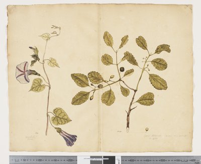 F.24 Ipomoea congesta; Elaeodendron curtipendulum, c.1790-95 (aquarela e tinta sobre papel) de John (attr. to) Doody