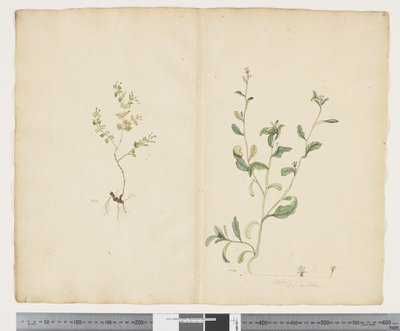 F.25 Euphorbia sparrmannii; Lobelia alata, c.1790-95 (aquarela e tinta sobre papel) de John (attr. to) Doody