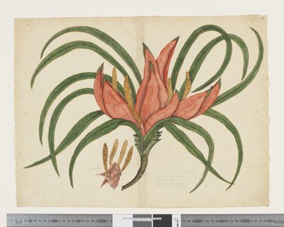 F.36 Freycinetia baueriana, c.1790-95 (aguarela e tinta sobre papel) de John (attr. to) Doody