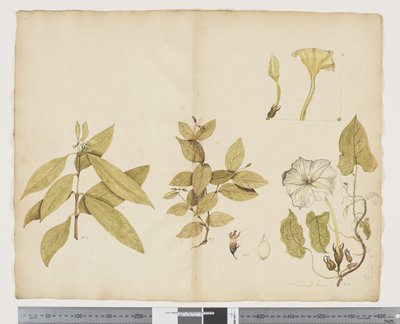 F.6 Wickstroemia Australis; Ipomea, c.1790-95 (aguarela e tinta sobre papel) de John (attr. to) Doody