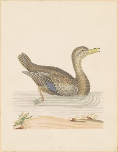 Pato Roan de John Abbot