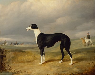 Um Galgo Preto e Branco numa Paisagem Aberta de John Barwick