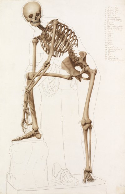 Estudo anatômico: o esqueleto humano, na pose de Praxiteles "" Hermes prendendo sua sandália " de John Bathe
