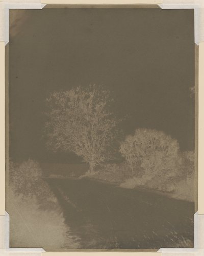 Árvore na berma de uma estrada de John Beasley Greene