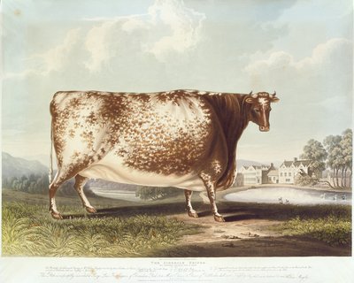 A novilha Airedale, gravada por R. Reeve, 1820 (gravura a cores) de John Bradley