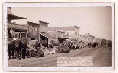 Equipas de bois em Sturgis, D.T., pub.1887 - 1892 (foto) de John C. H. Grabill