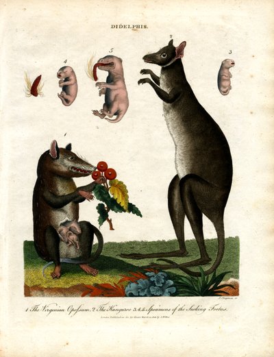 Didelphis (Marsupiais) de John Chapman