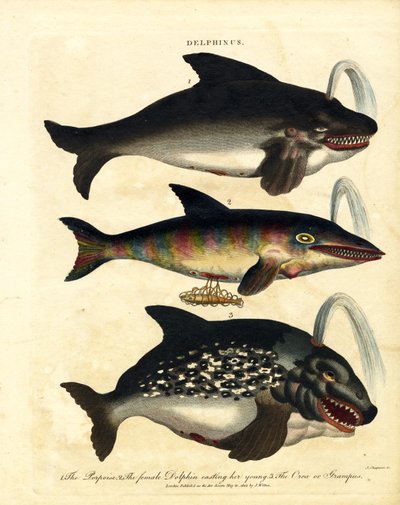 Espécies de golfinhos - botos e orcas de John Chapman