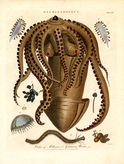 Helmintologia;Chapa III - Ordem dos Mollusca ou Vermes Gelatinosos de John Chapman
