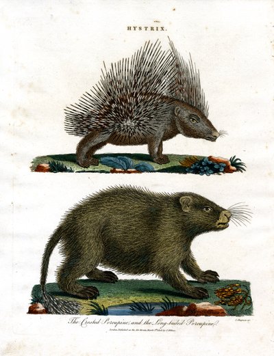 Hystrix (Porcos-espinhos) de John Chapman