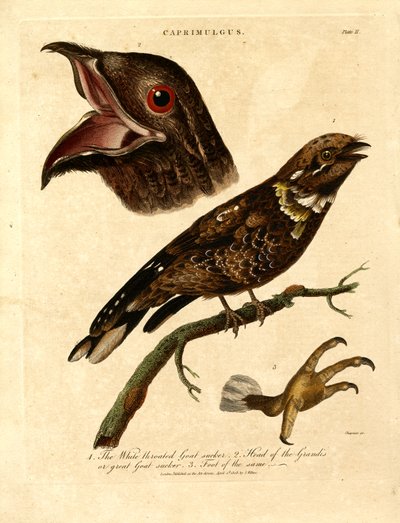 Noitibó (Caprimulgus) de John Chapman