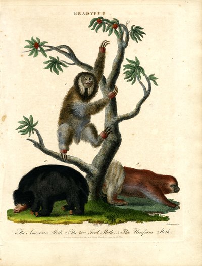 Preguiças - Bradypus de John Chapman