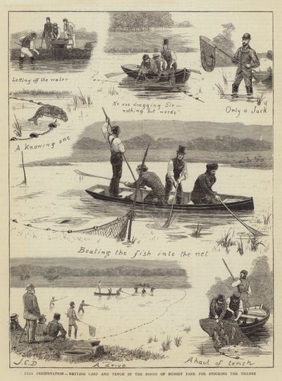 Preservação de peixes, rede de carpa e tenca nas lagoas de Bushey Park para estocar o Tâmisa de John Charles Dollman