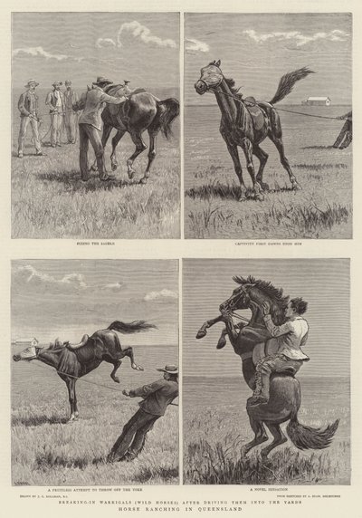 Criação de Cavalos em Queensland de John Charles Dollman