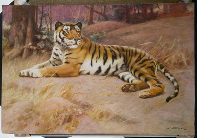 O Tigre de John Charles Dollman