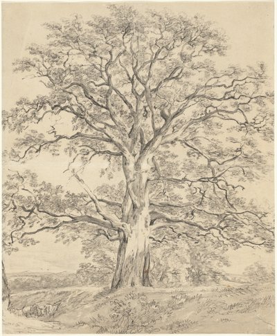 Um grande carvalho de John Constable