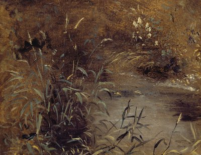 Rushes by a Pool, c.1821 (óleo sobre papel a bordo) de John Constable