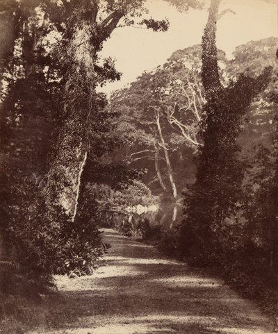 O Lago Superior, Penllergare Valley Woods, c. 1852 (foto) de John Dillwyn Llewelyn