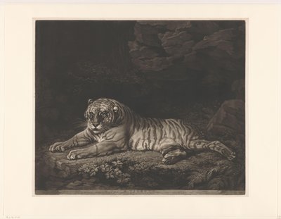 Tijgerin A Tigresa (título no objeto) de John Dixon