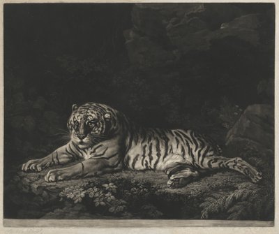 Uma tigresa de John Dixon after George Stubbs
