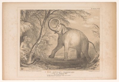 Spotprent conheceu Lord Ellenborough como um gnu olifante
Uma trombeta de elefante selvagem. Uma Cena do Paraíso Perdida! (título sobre o objecto)
HB Sketches (título da série sobre o objecto) de John Doyle