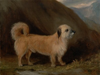 Um Dandie Dinmont Terrier de John E. Ferneley