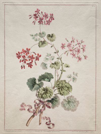 Uma coleção de flores extraídas da natureza: No. 6 - Gerânio escarlate e variegado de John Edwards