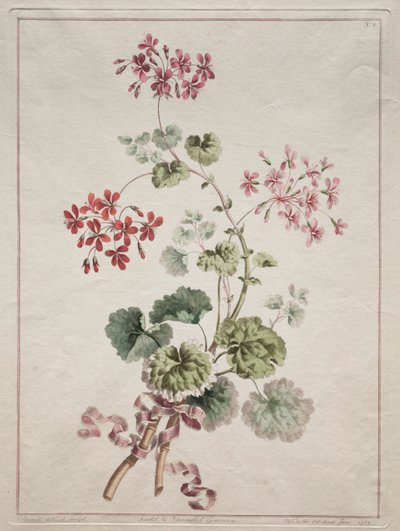 Uma coleção de flores desenhadas da natureza: n ° 6 - gerânio escarlate e variado, 1801. de John Edwards