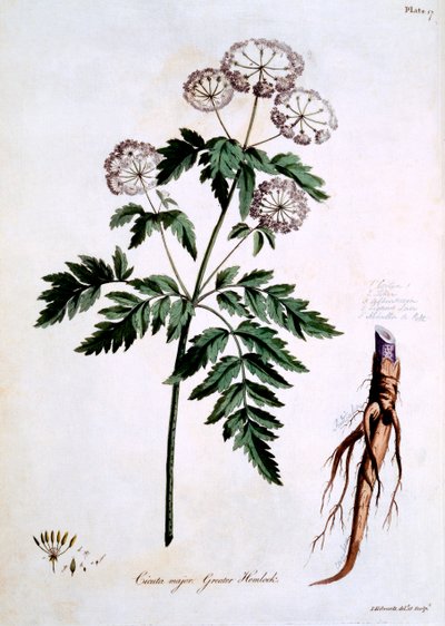 Greater Hemlock [Cicuta major], ilustração de "The British Herbal", de John Edwards, publicada em março de 1770 de John Edwards