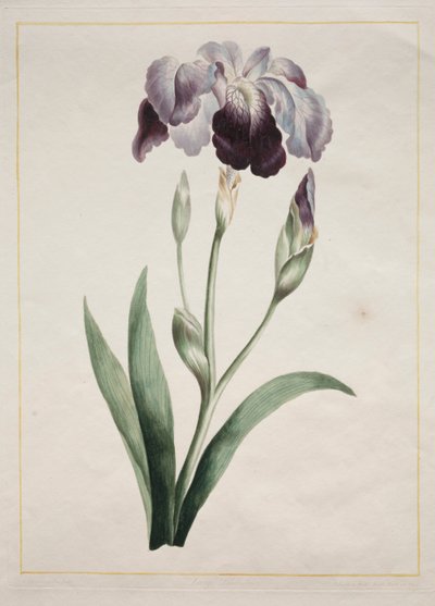 Íris Japonesa Grande Íris Azul, 1801. de John Edwards